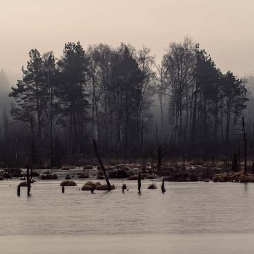 Schwenninger Moos