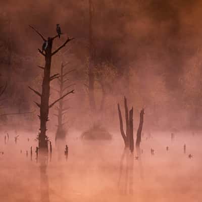 Schwenninger Moos, Germany