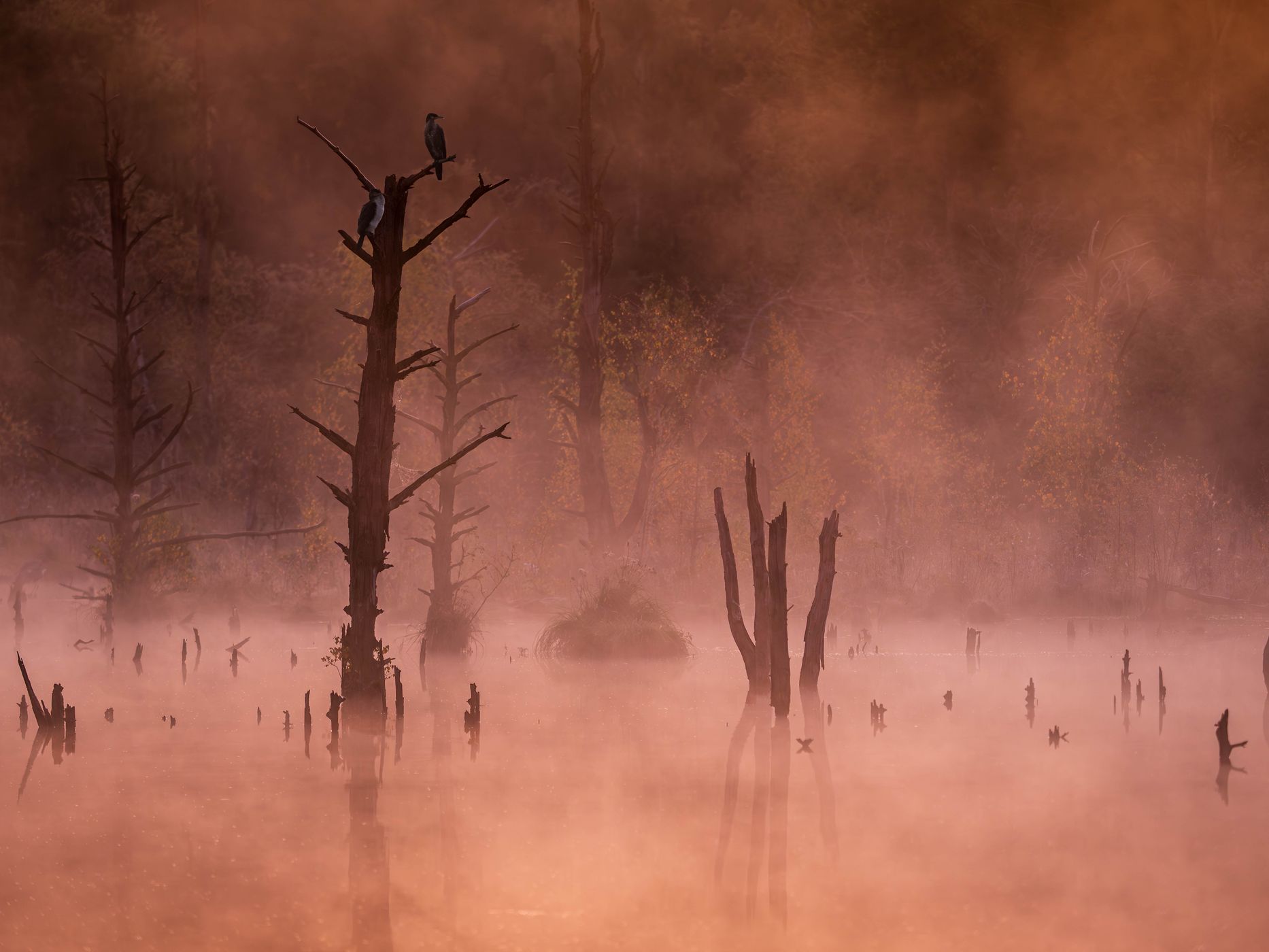 Schwenninger Moos, Germany
