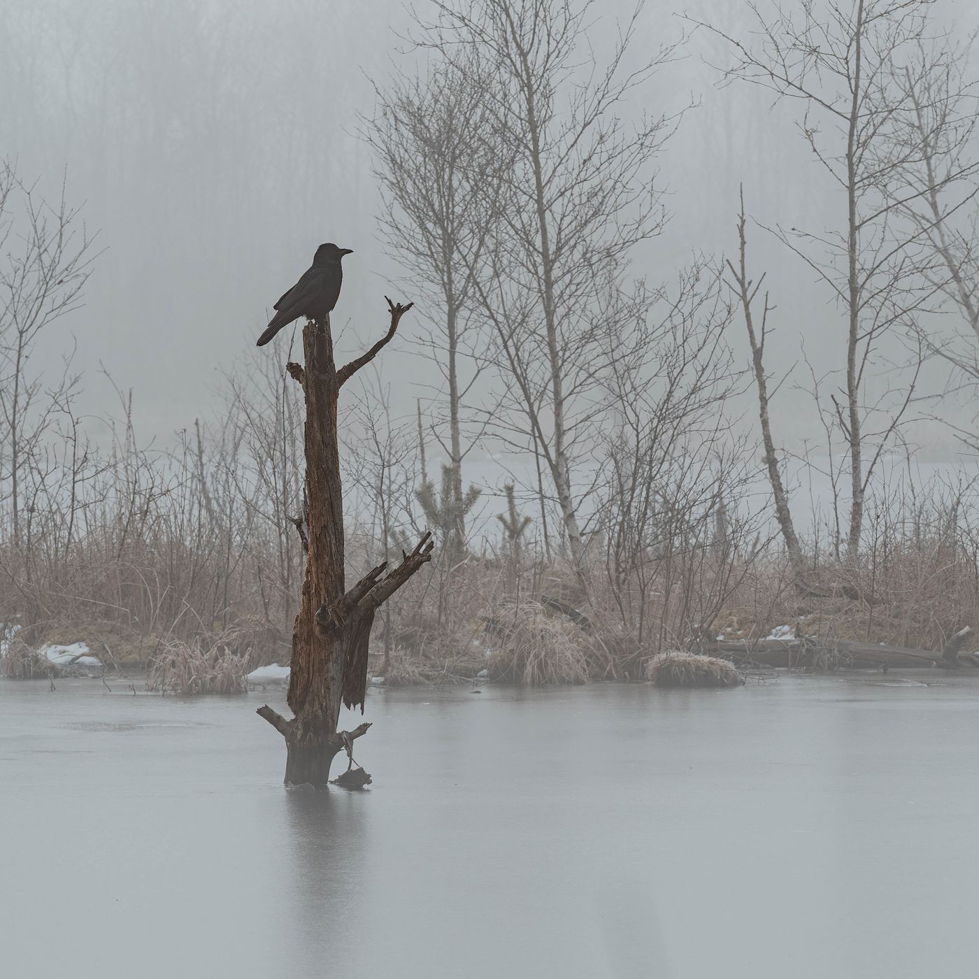 Schwenninger Moos, Germany