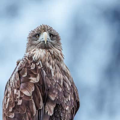 Sea Eagle, harbour of Svolvær, Lofoten, Norway