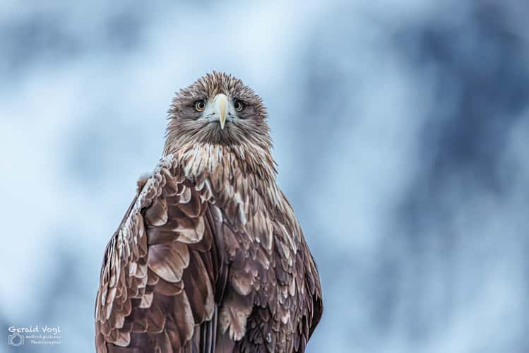 Sea Eagle, harbour of Svolvær, Lofoten