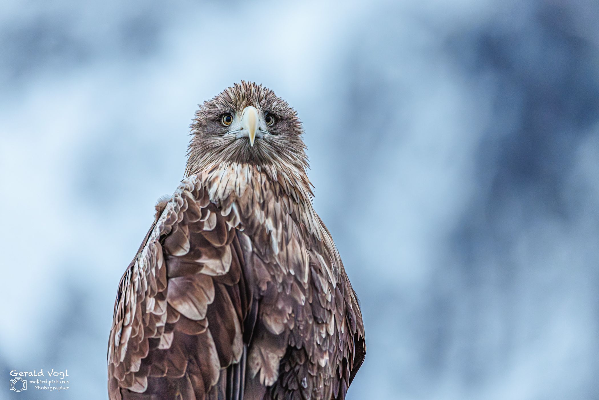 Sea Eagle, harbour of Svolvær, Lofoten, Norway