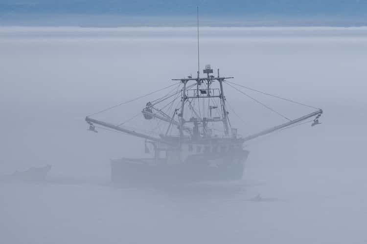 Ship in Port de Grave Harbour, incl. whale
