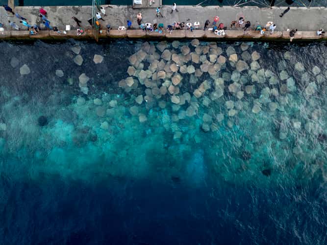Sting Rays watching point Malé, Maldives