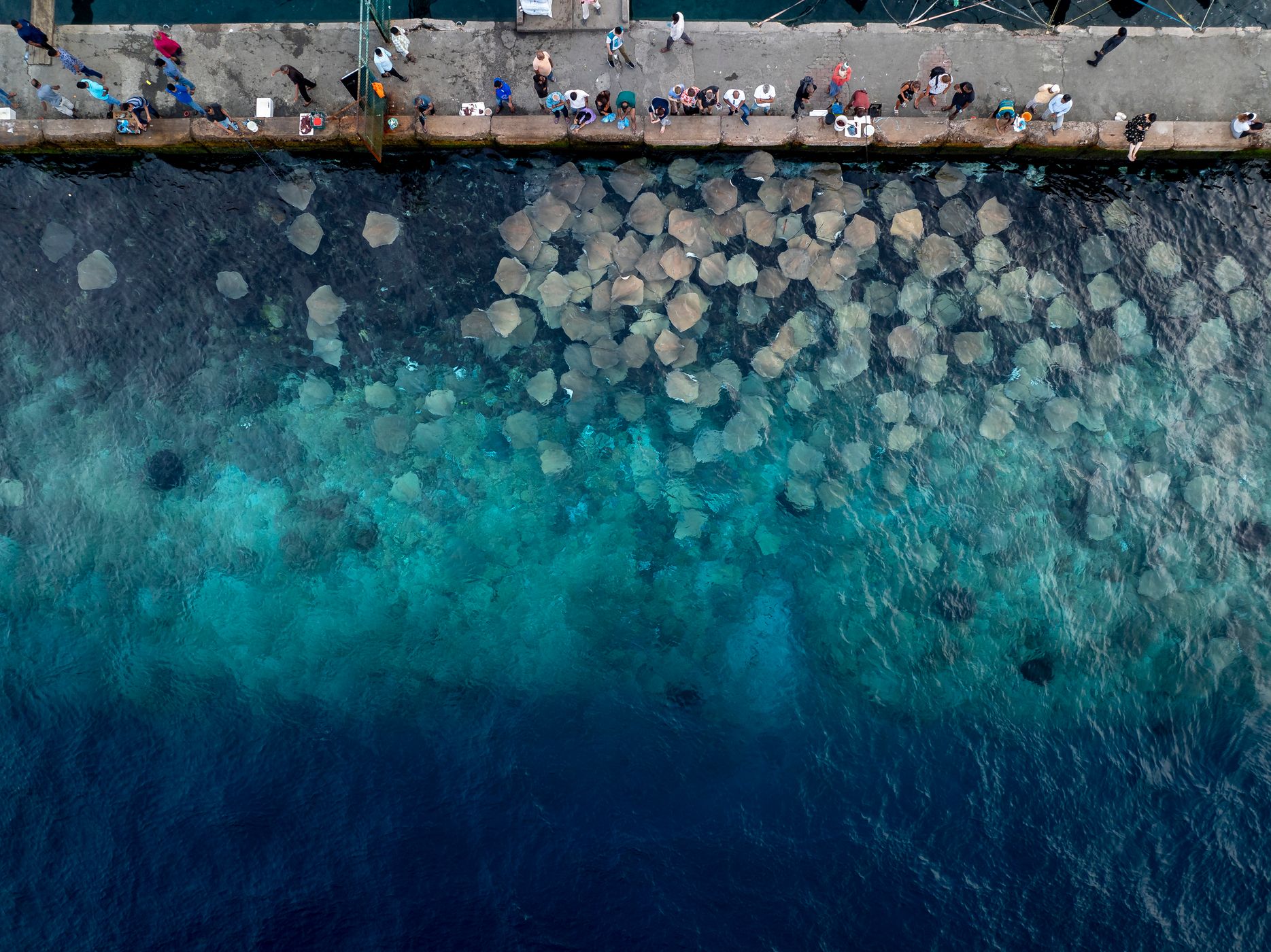 Sting Rays watching point Malé, Maldives, Maldives