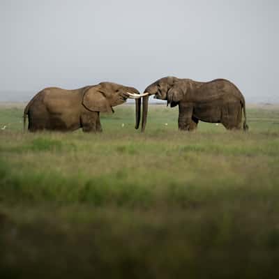 Swamps in Amboseli National Park, Kenya