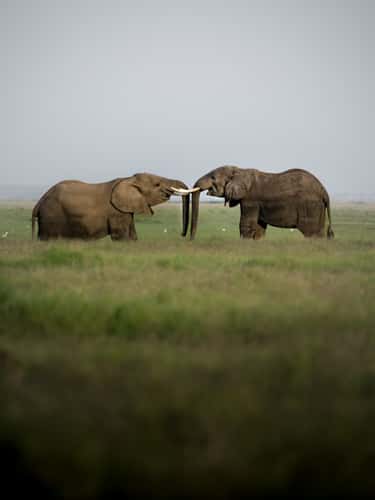 Swamps in Amboseli National Park