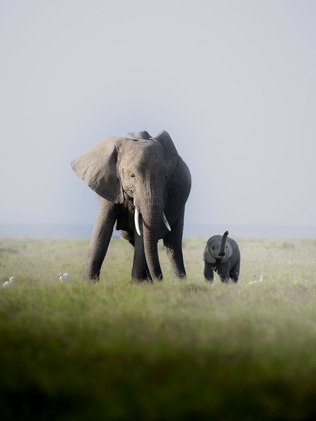 Swamps in Amboseli National Park, Kenya