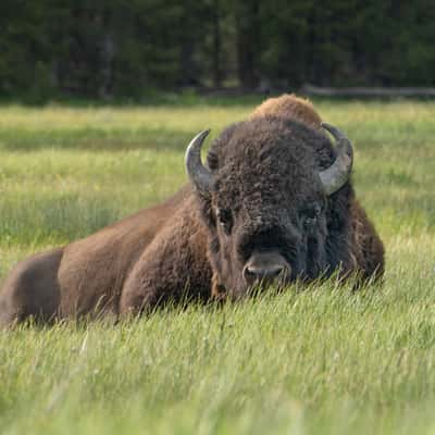 Tatanka in yellowstone, USA