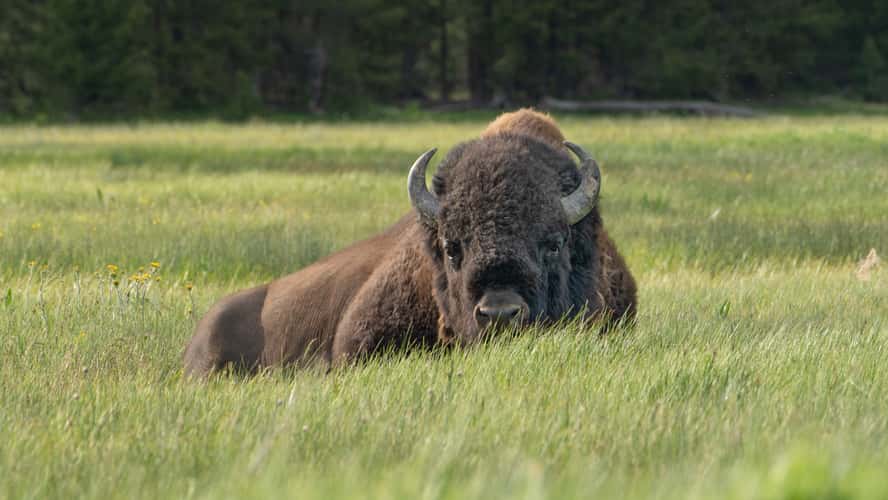 Tatanka in yellowstone
