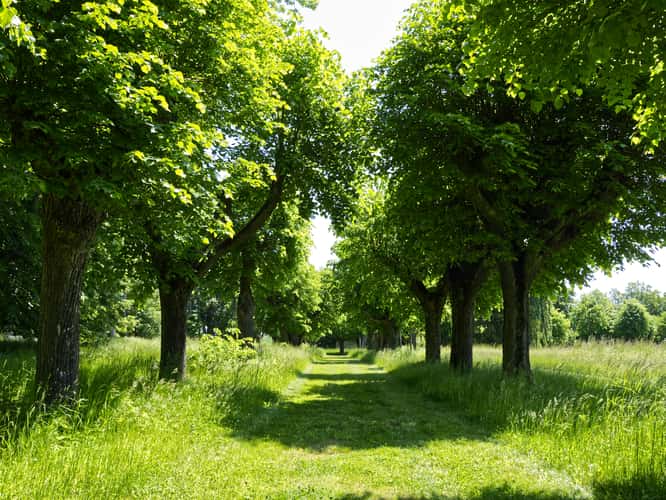 Uherčice Chateau - park