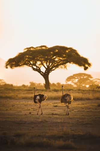 Vachellia tortilis tree, Kimana Gate, Amboseli National Park