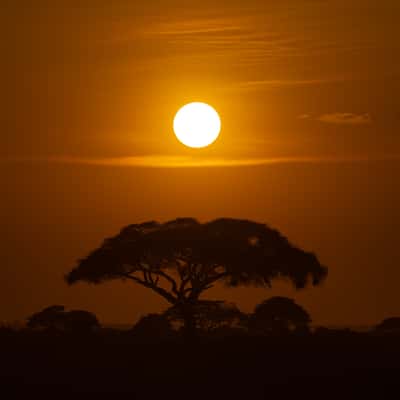 Vachellia tortilis tree, Kimana Gate, Amboseli National Park, Kenya