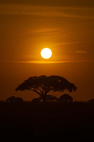 Vachellia tortilis tree, Kimana Gate, Amboseli National Park
