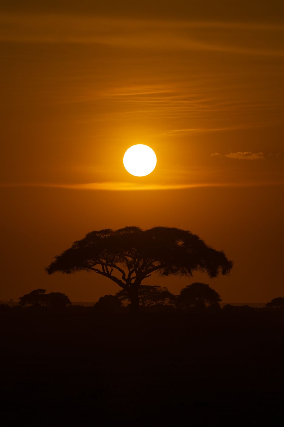 Vachellia tortilis tree, Kimana Gate, Amboseli National Park, Kenya