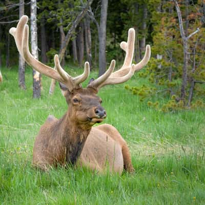Deer near Bridge Bay Campground, USA