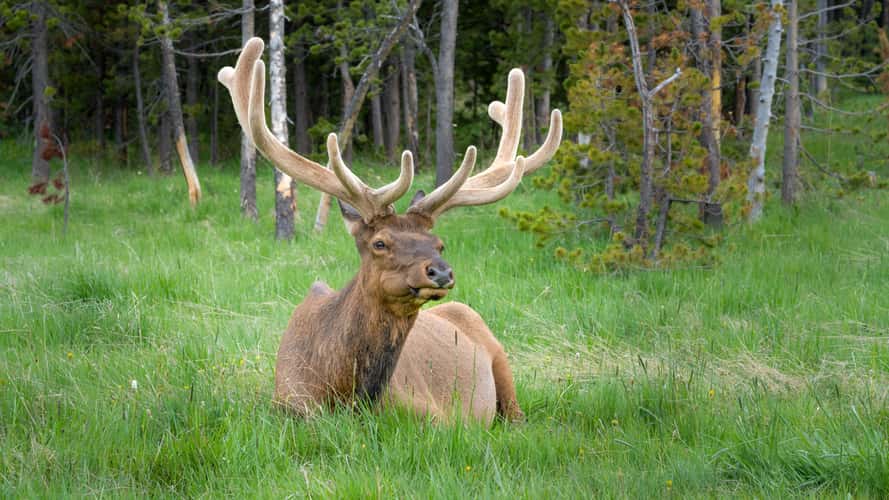 Deer near Bridge Bay Campground