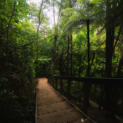 Whangarei Falls Hike, New Zealand