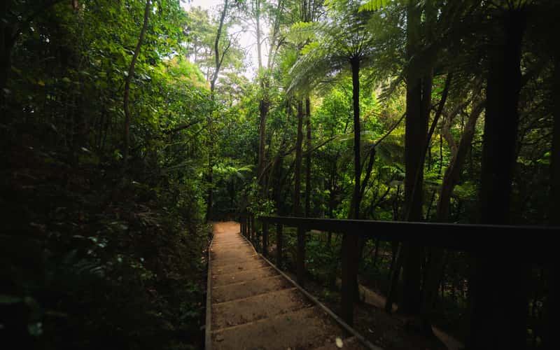 Whangarei Falls Hike