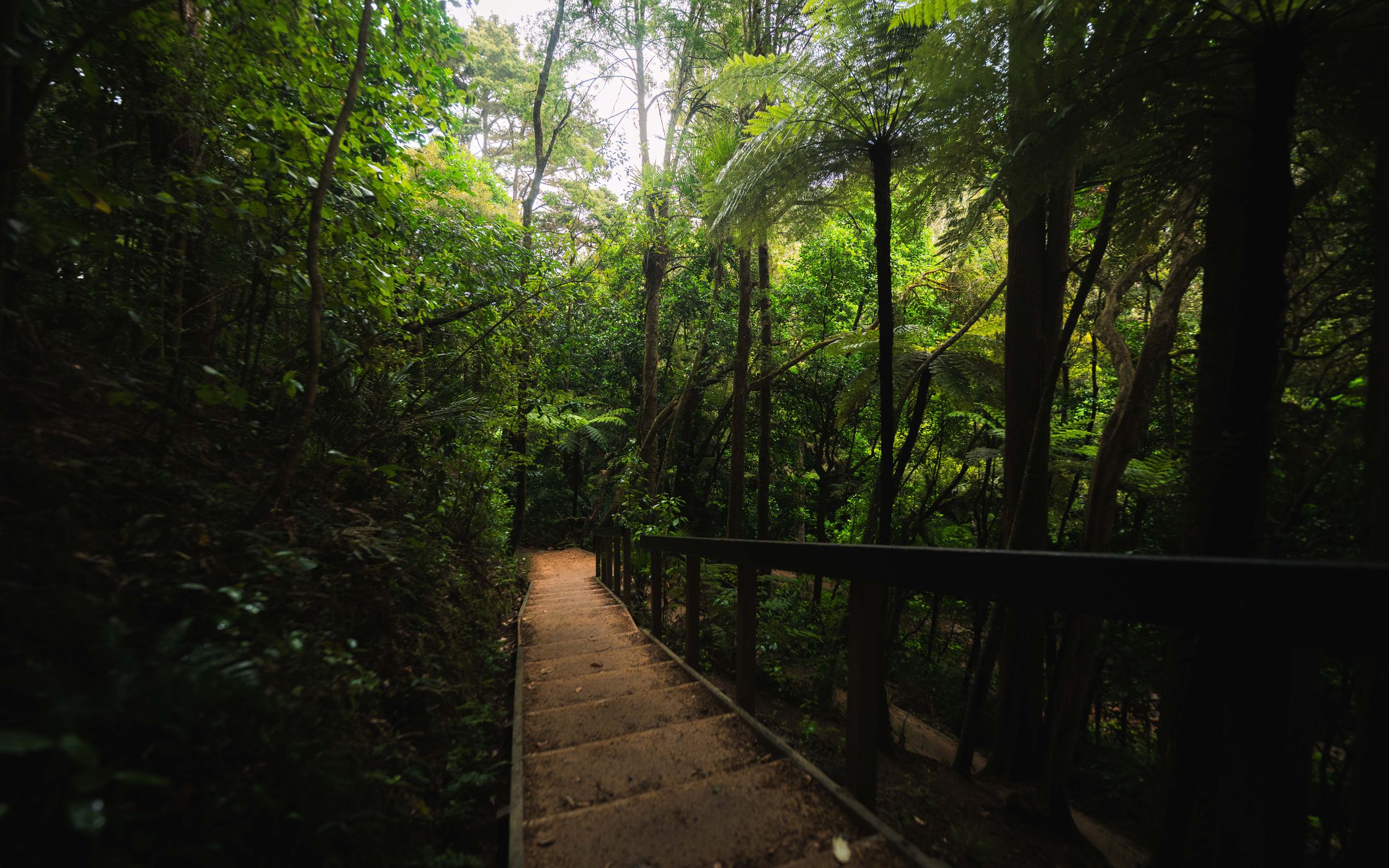 Whangarei Falls Hike, New Zealand