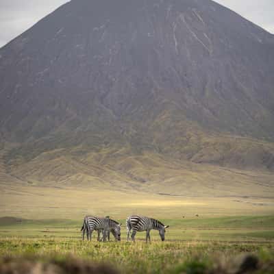 Wildlife in front of Ol Doinyo Lengai, Tanzania