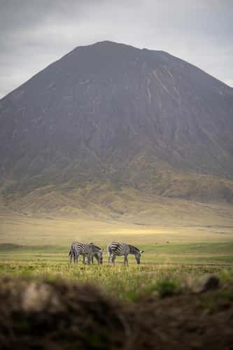 Wildlife in front of Ol Doinyo Lengai