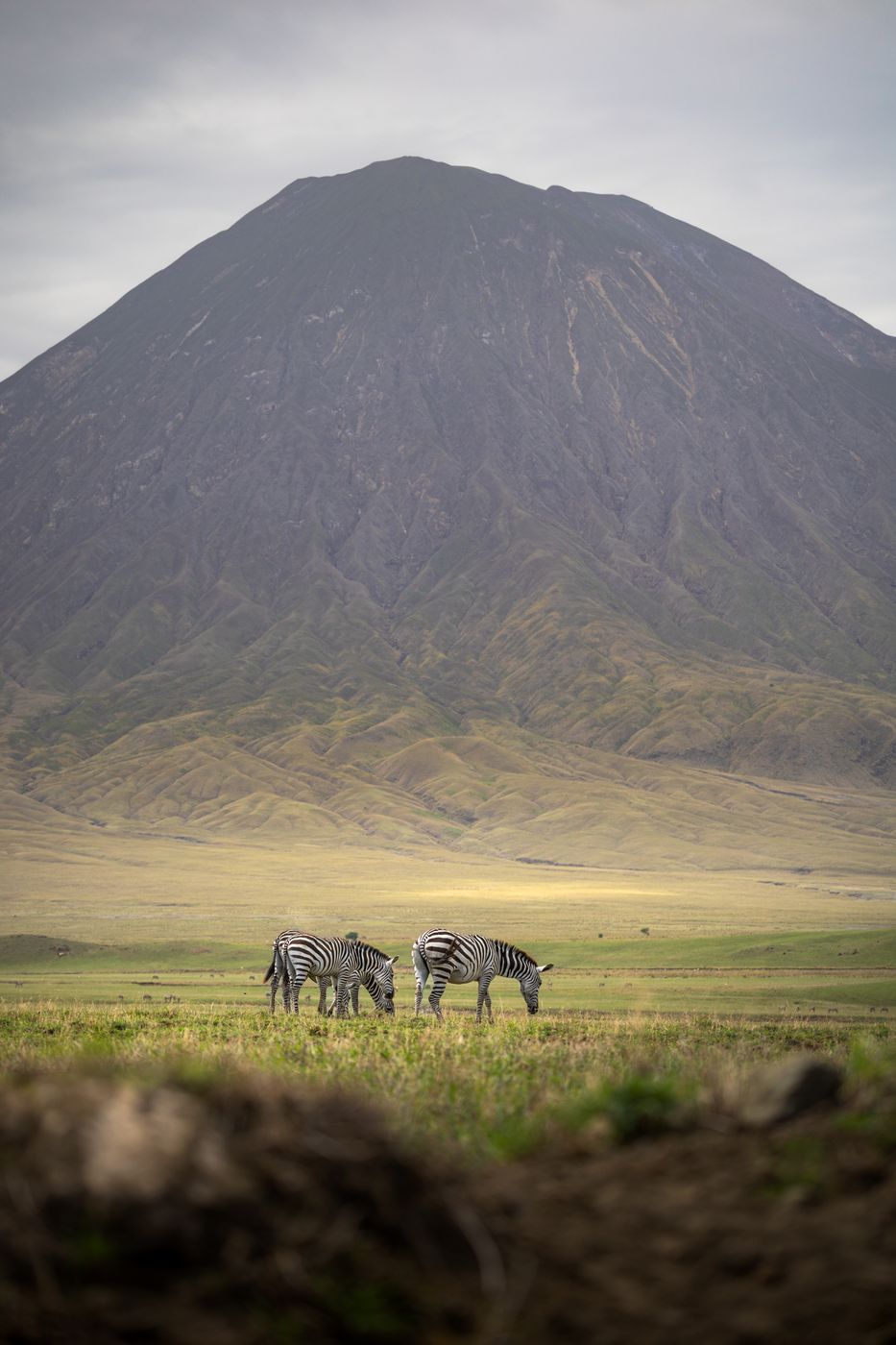 Wildlife in front of Ol Doinyo Lengai, Tanzania