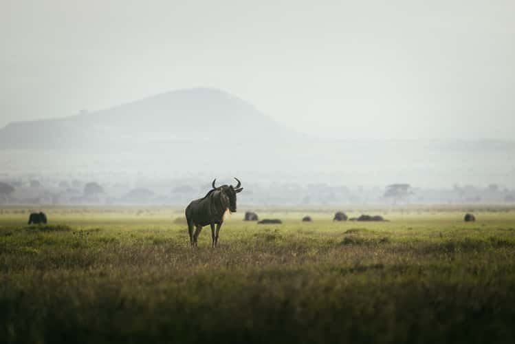 Wildlife near swamps, Amboseli Nationalpark