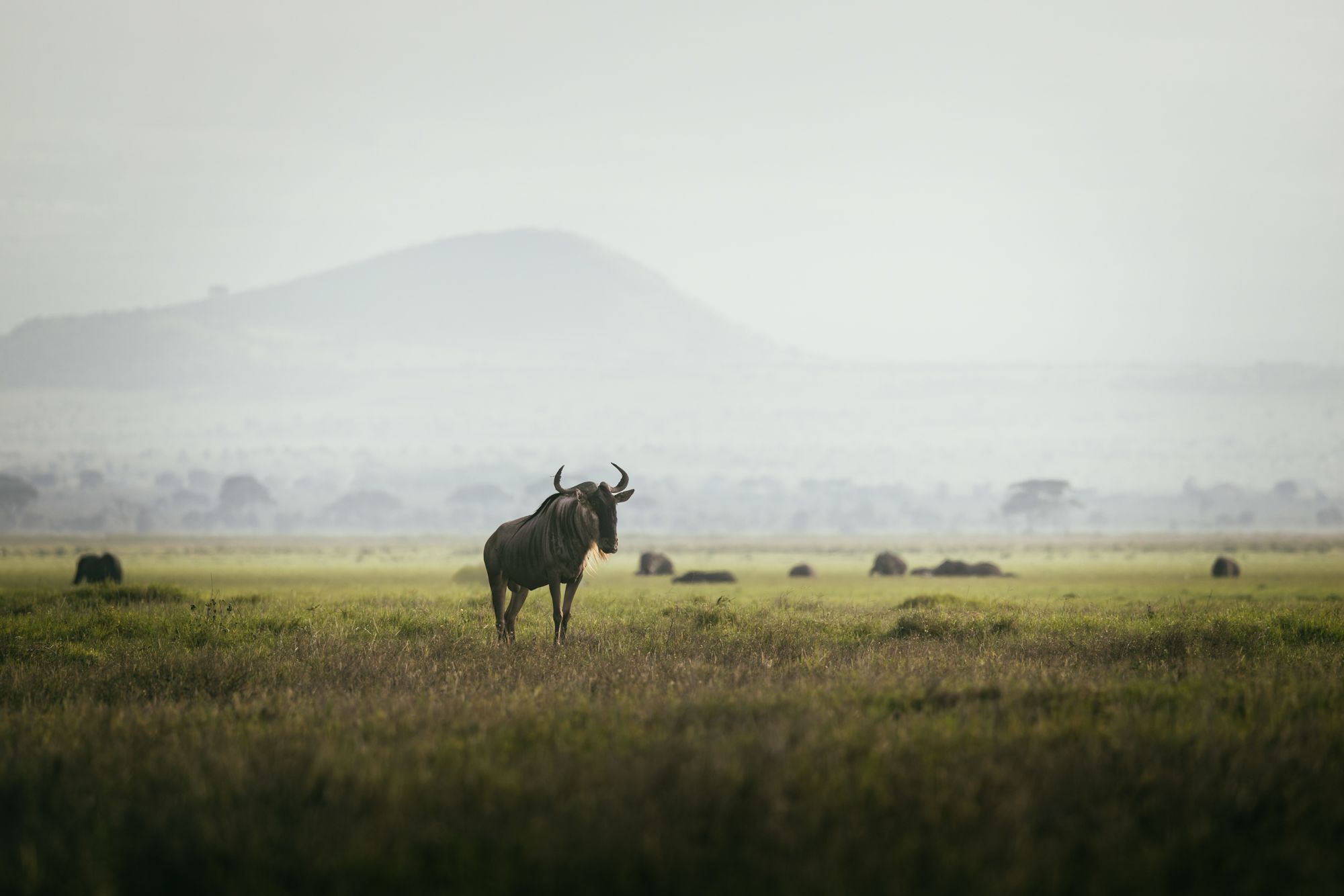 Wildlife near swamps, Amboseli Nationalpark, Kenya
