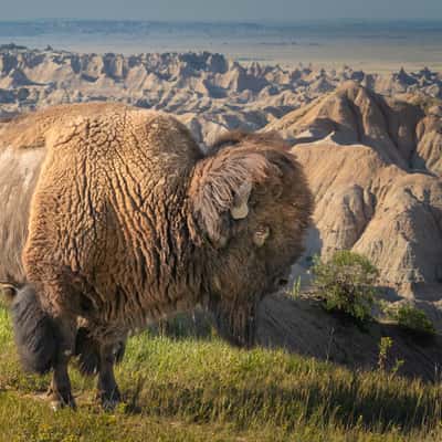 Badlands wildlife, USA