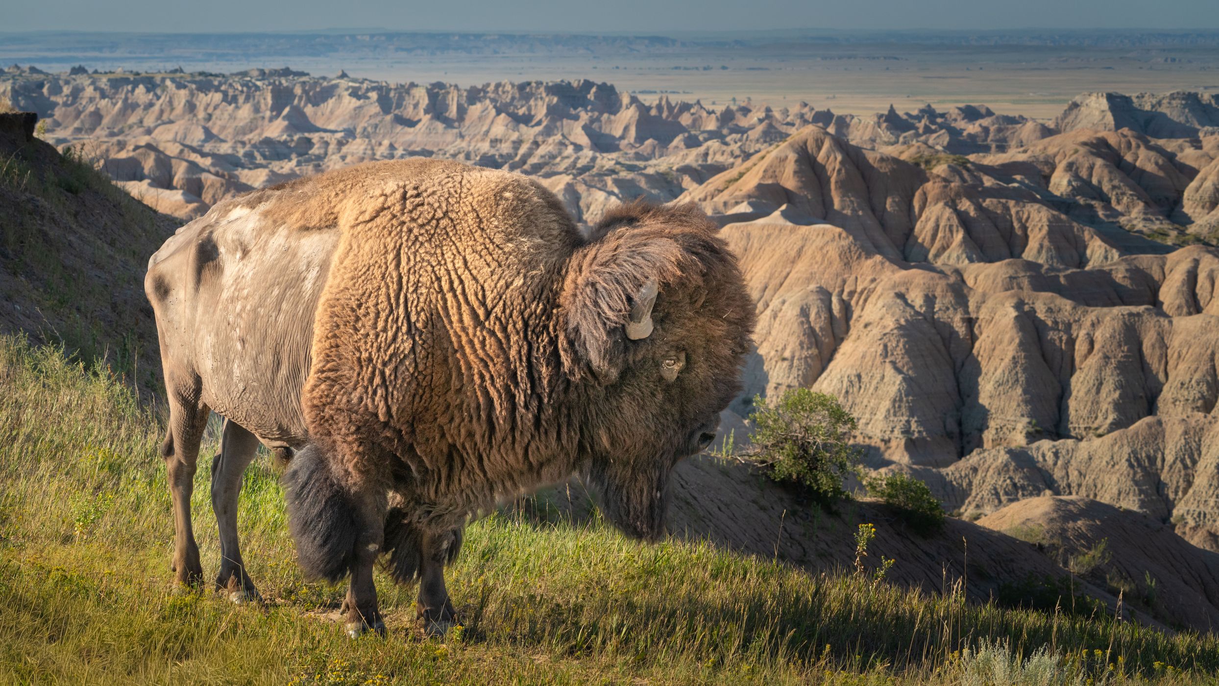 Badlands wildlife, USA