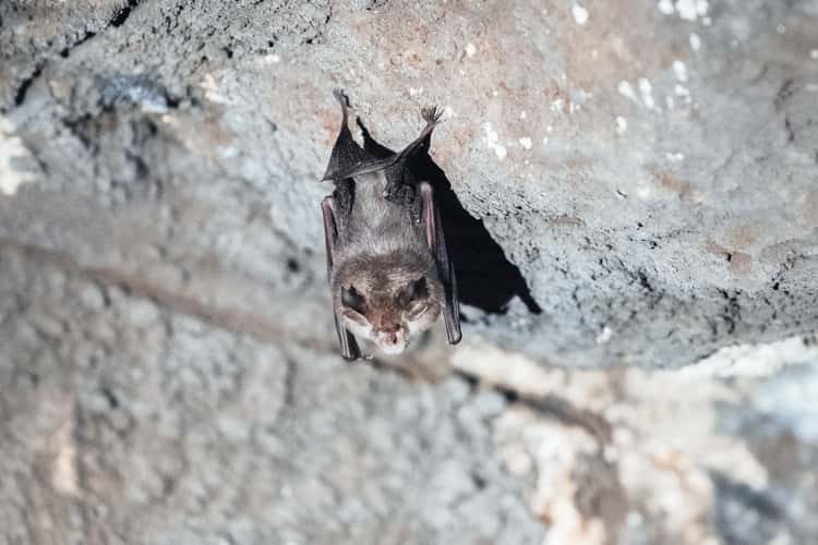 Bats tunnel