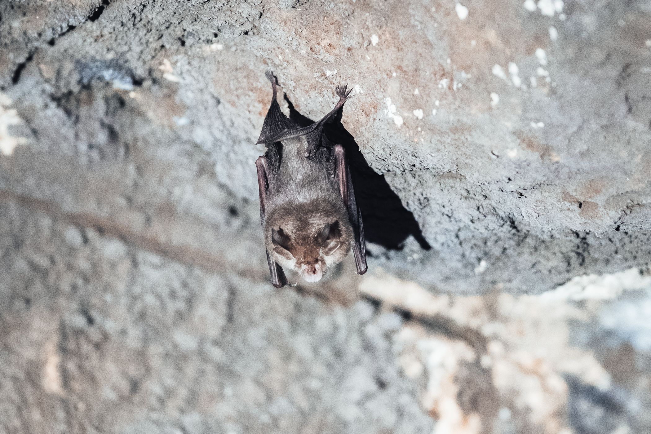 Bats tunnel, Bosnia and Herzegovina