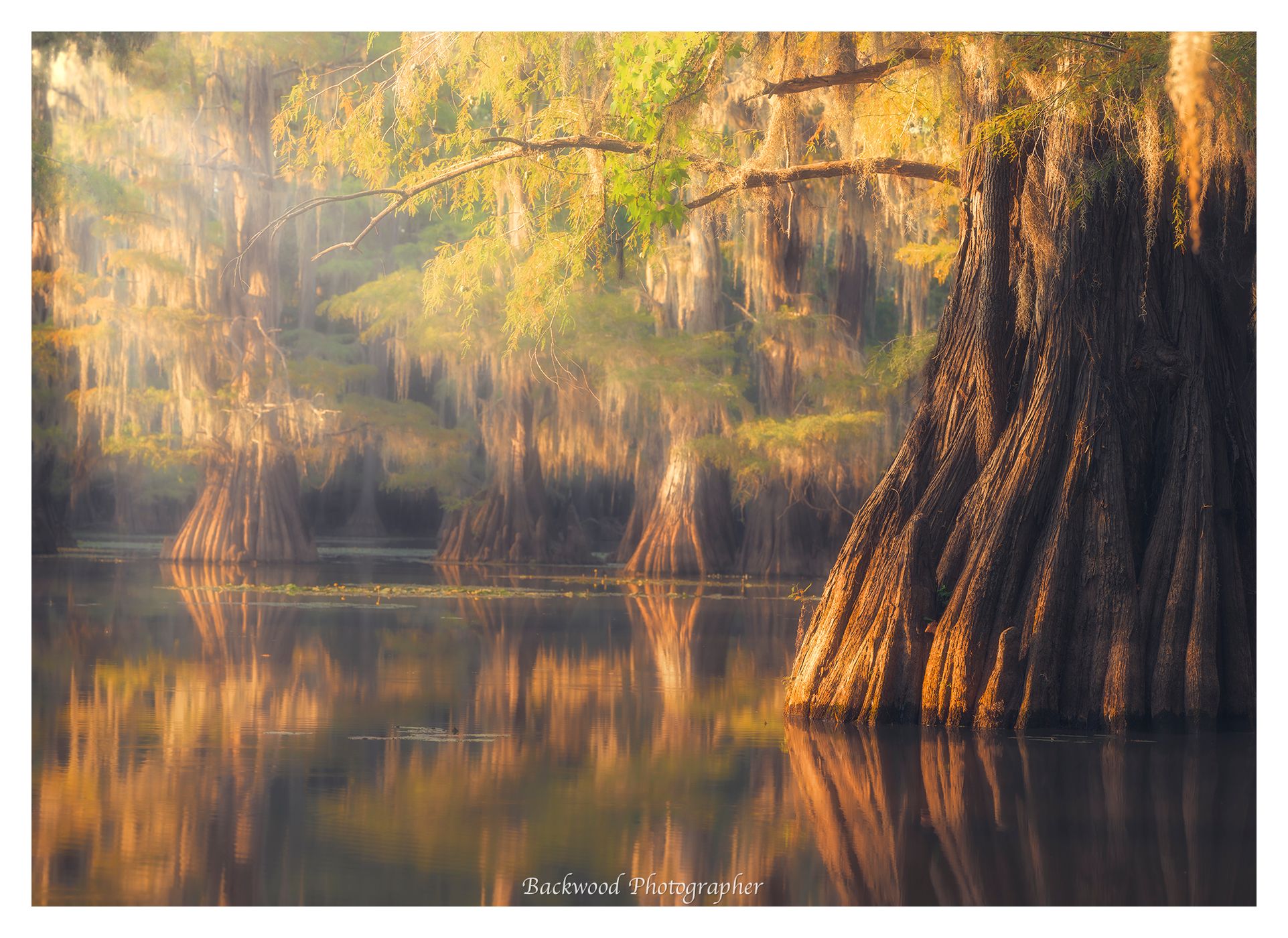 Caddo Lake, USA