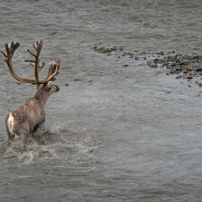 Caribou at Denali NP, USA