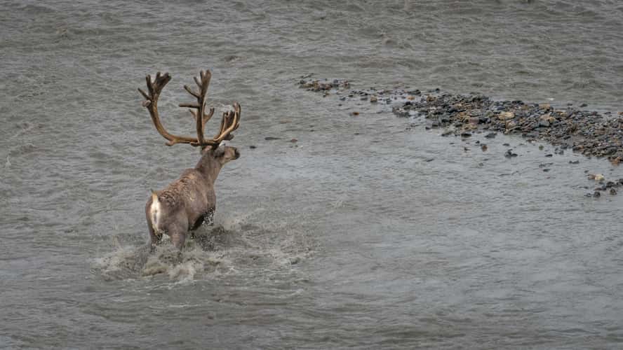 Caribou at Denali NP