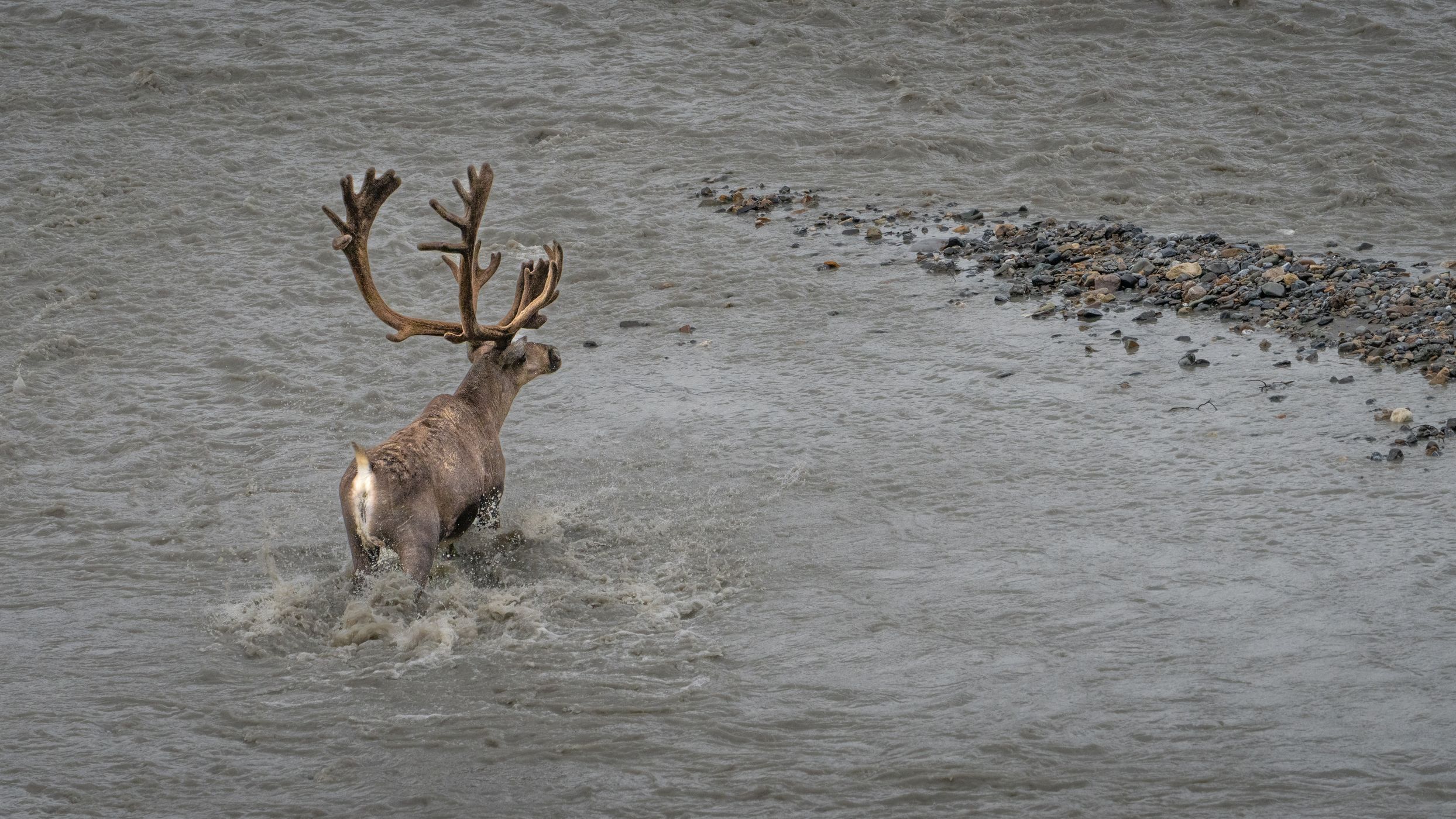 Caribou at Denali NP, USA