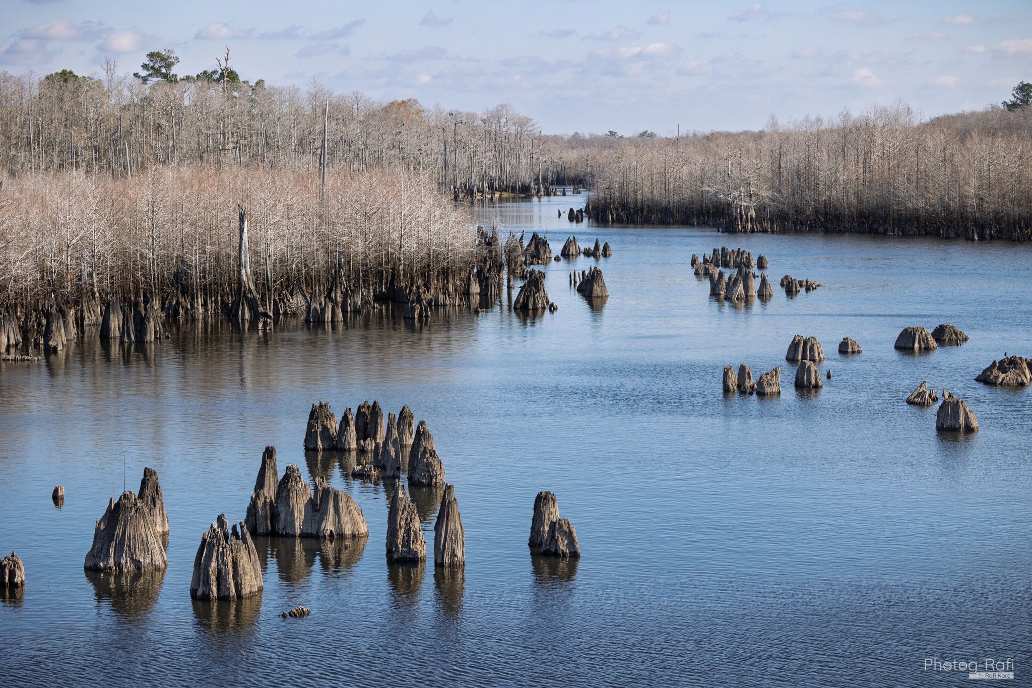 Dead trees on Chipola River, USA