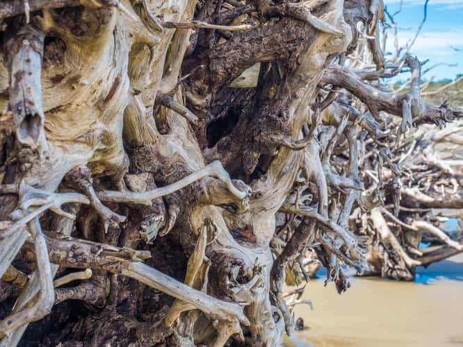 Driftwood Beach Jekyll Island