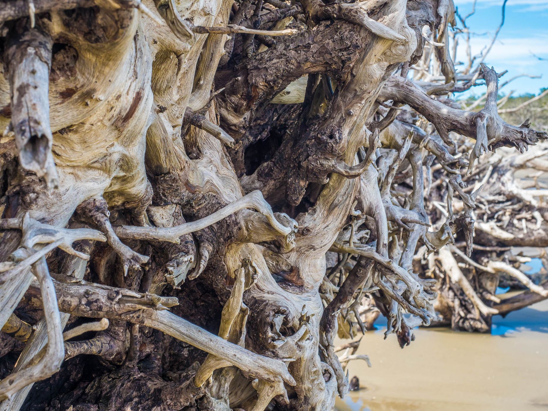 Driftwood Beach Jekyll Island, USA