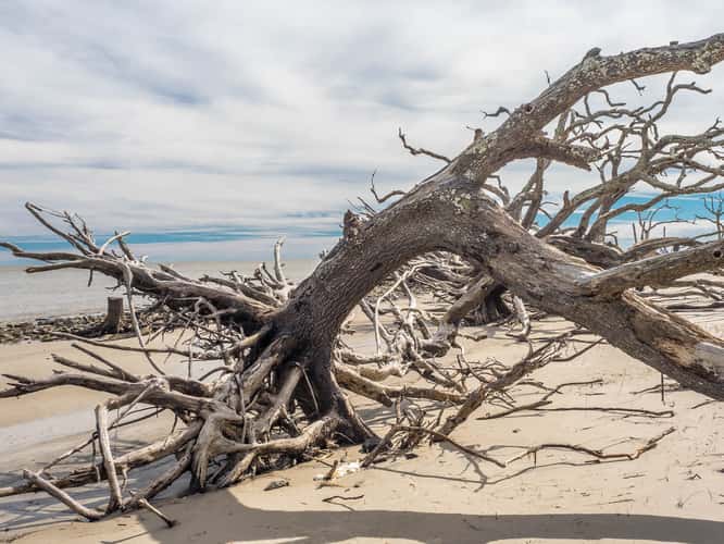 Driftwood Beach Jekyll Island