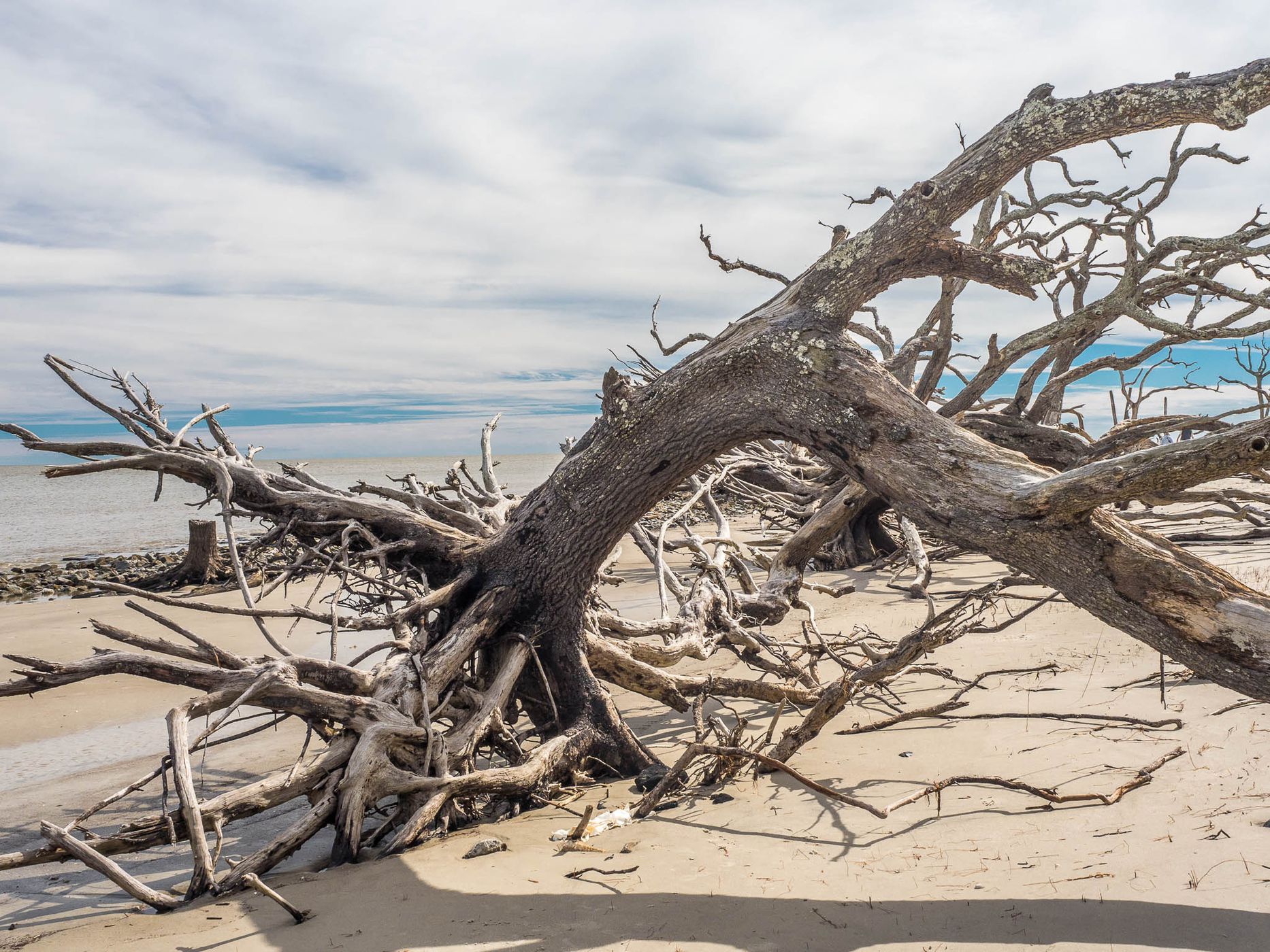 Driftwood Beach Jekyll Island, USA