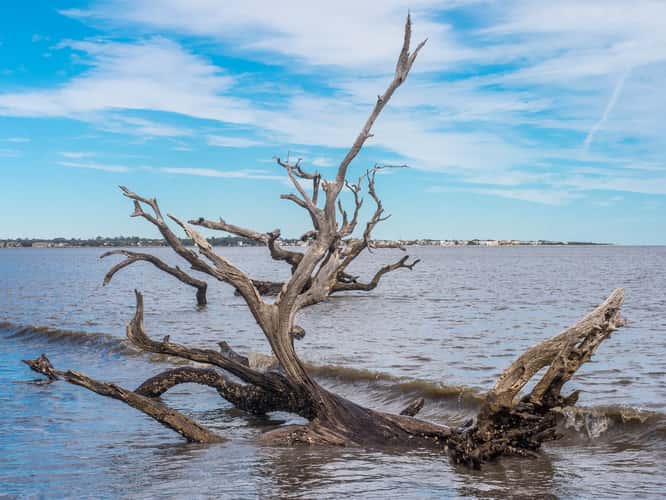 Driftwood Beach Jekyll Island