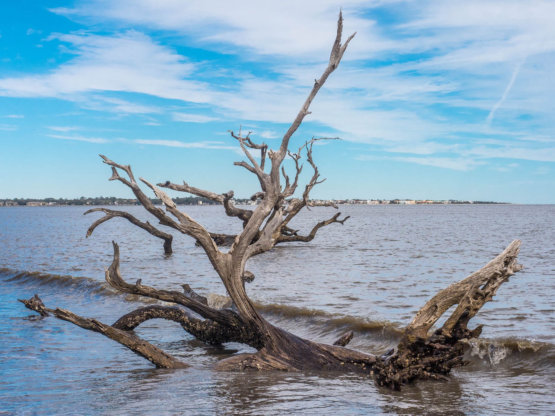 Driftwood Beach Jekyll Island, USA