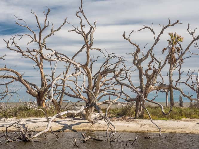 Driftwood Beach Jekyll Island