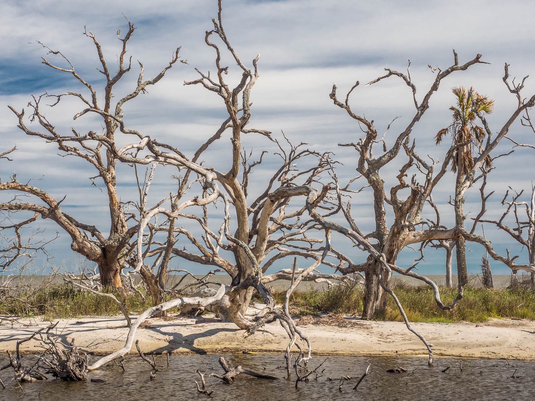 Driftwood Beach Jekyll Island, USA