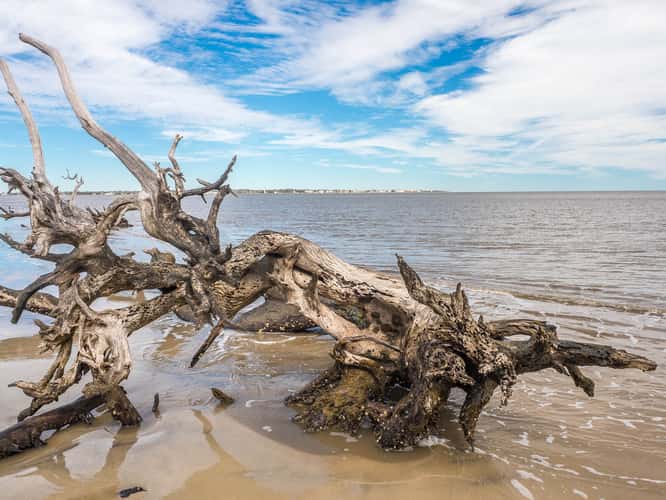 Driftwood Beach Jekyll Island