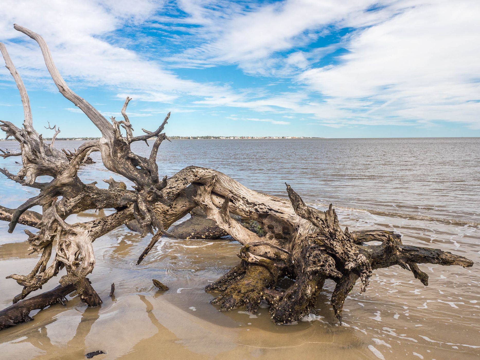 Driftwood Beach Jekyll Island, USA