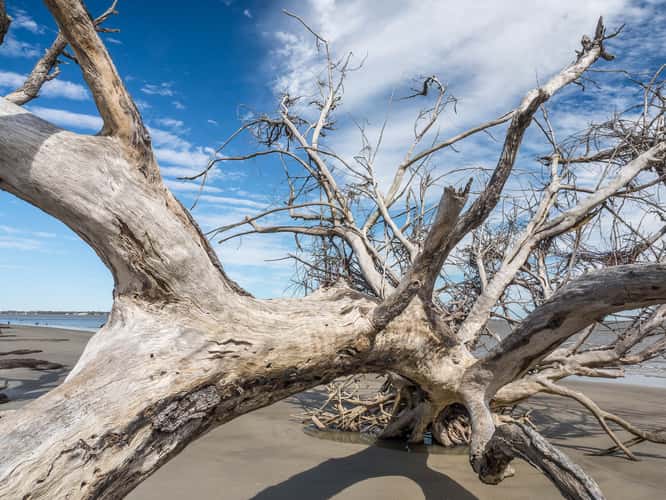 Driftwood Beach Jekyll Island